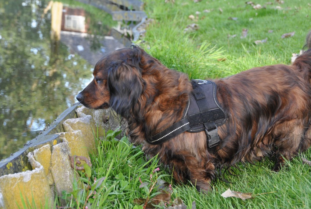 asielhond nieuwe kans