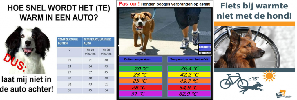 hond en vakantie