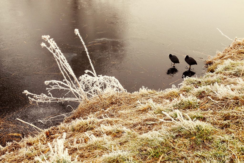 hond en winter