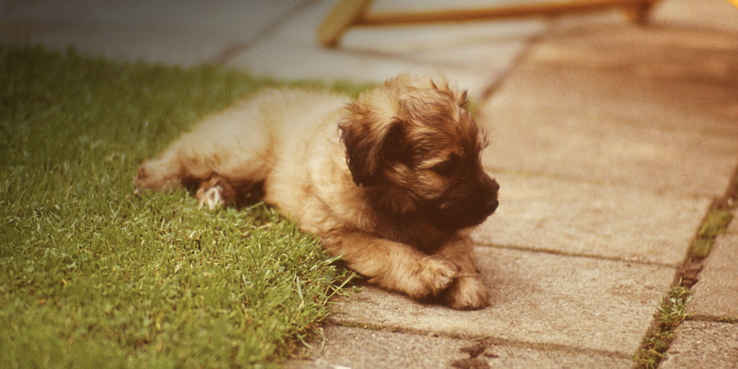 puppy-training