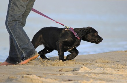 effect halsband op hond