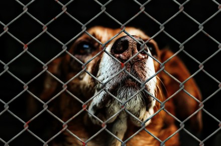asielhond nieuwe kans
