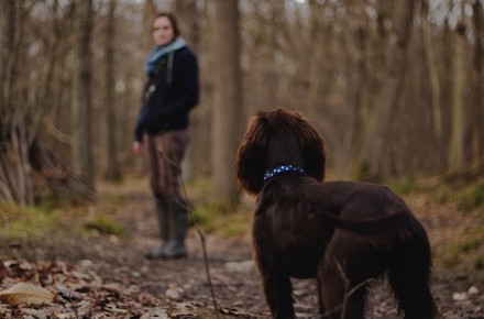 hond uitlaten