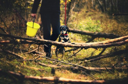 persoonlijke grenzen hond