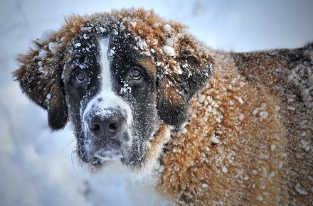 hond en winter