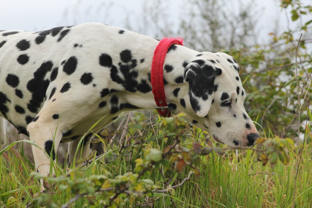 blinde hond