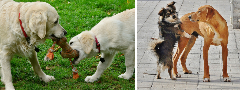 gedrag begeleiding hond